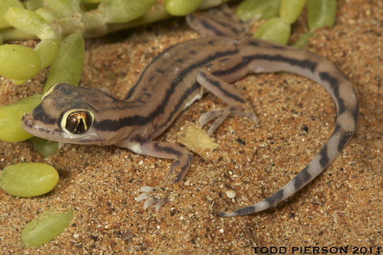 Image of Arabian Short-fingered Gecko