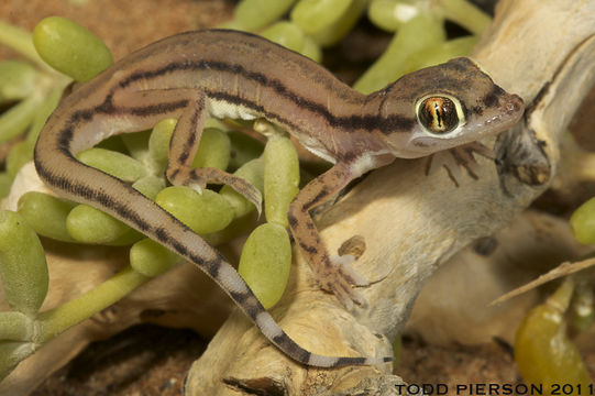 Image of Arabian Short-fingered Gecko