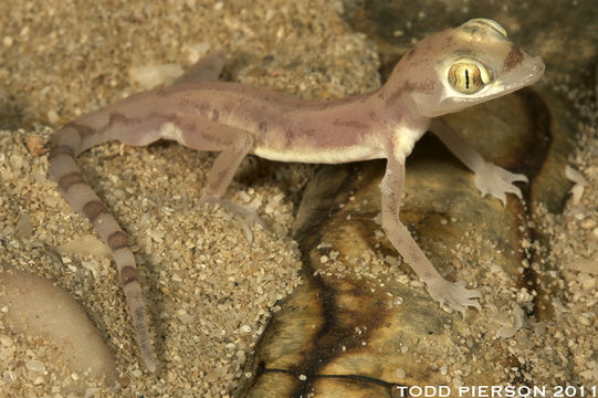 Image of Arabian Short-fingered Gecko