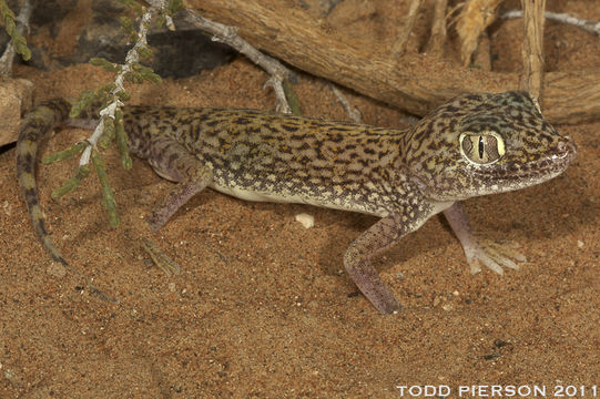 Imagem de Stenodactylus doriae (Blanford 1874)