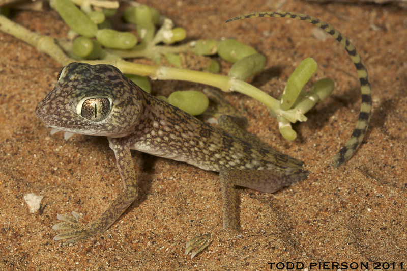 Слика од Stenodactylus doriae (Blanford 1874)