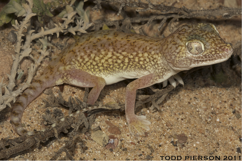 Слика од Stenodactylus doriae (Blanford 1874)