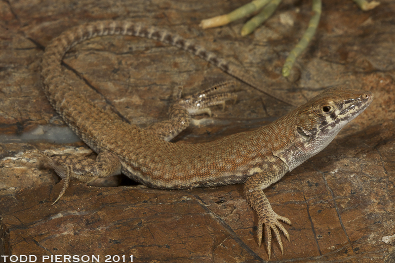 Image of Fringe-fingered lizard