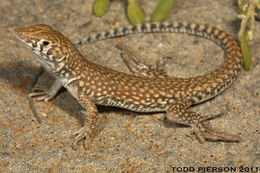 Image of Fringe-fingered lizard