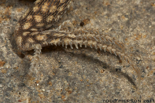 Image of Fringe-fingered lizard