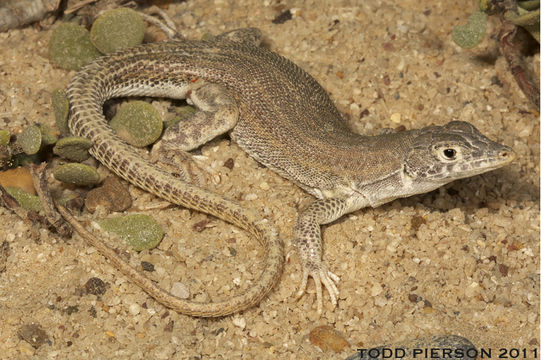 Image of Fringe-fingered lizard