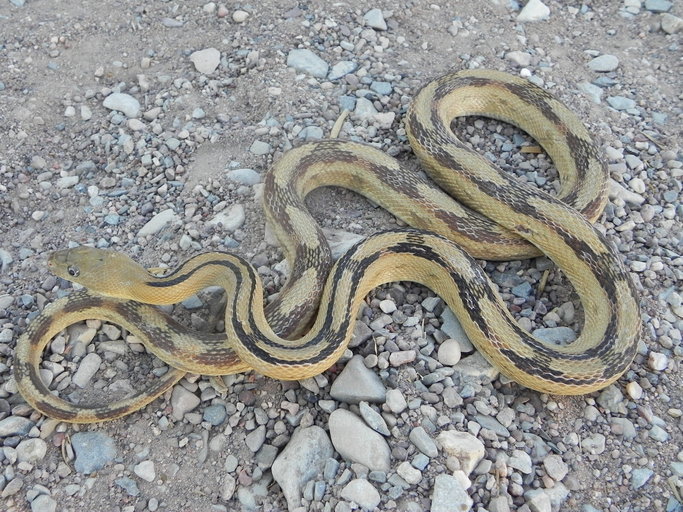 Image of Trans-pecos Rat Snake