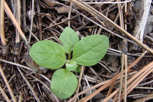 Image of Great Mullein