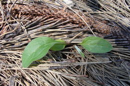 Plancia ëd Cynoglossum officinale L.