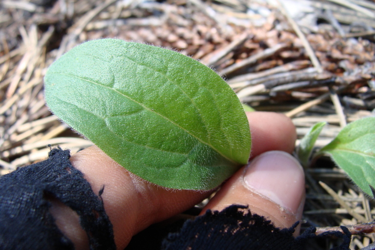 Image of gypsyflower