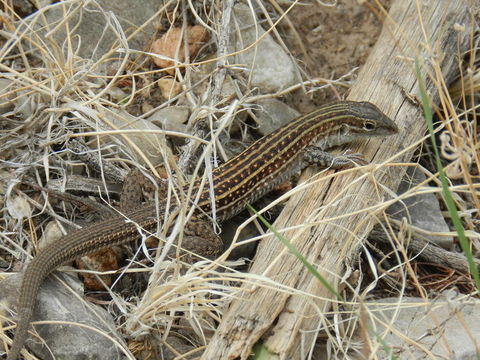 Sivun Aspidoscelis exsanguis (Lowe 1956) kuva