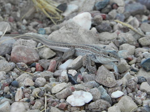 Image of Chihuahuan spotted whiptail