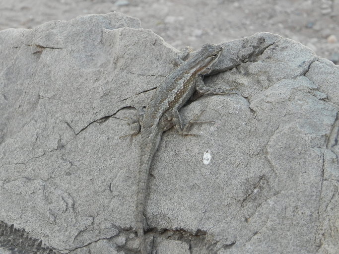 Image of Southwestern Fence Lizard