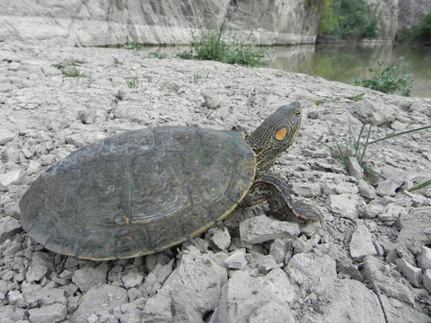 Image of Big Bend Slider