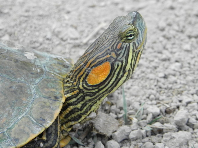 Image of Big Bend Slider