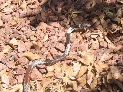 Image of <i>Masticophis taeniatus</i>