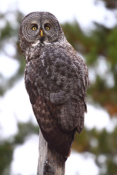 Image of Great Gray Owl