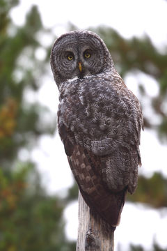 Image of Great Gray Owl