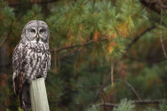 Image of Great Gray Owl