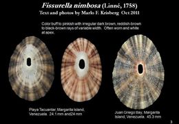 Image of Fissurella nimbosa (Linnaeus 1758)