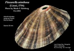 Image of Fissurella nimbosa (Linnaeus 1758)