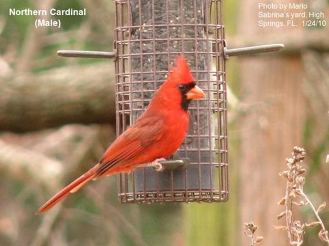 Image of Northern Cardinal