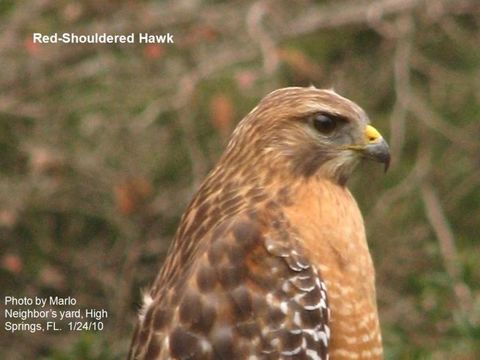 Image of Red-shouldered Hawk