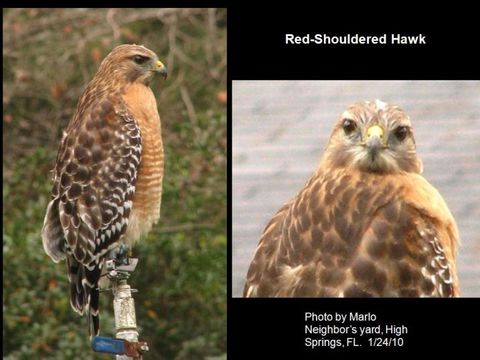 Image of Red-shouldered Hawk