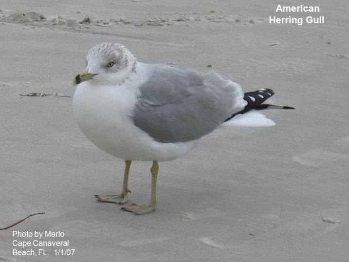 Image of Ring-billed Gull