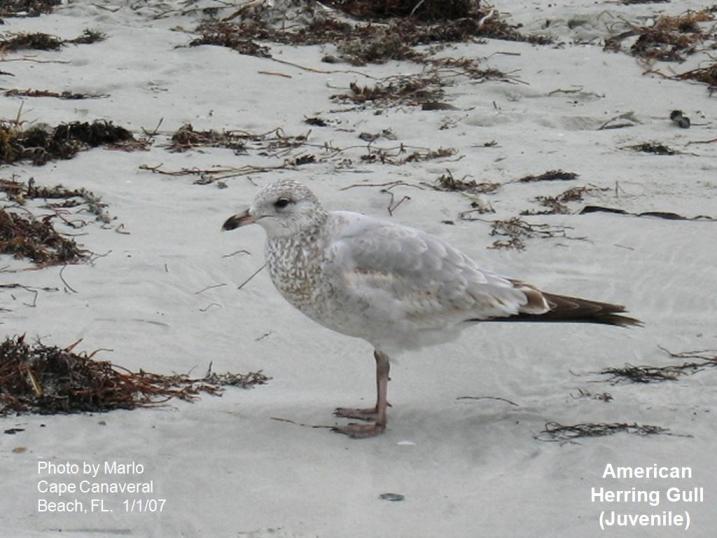 Image of American Herring Gull