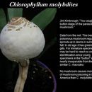 Image of Chlorophyllum