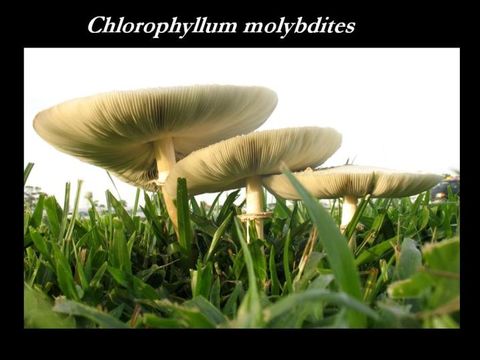 Chlorophyllum molybdites (G. Mey.) Massee ex P. Syd. 1900 resmi