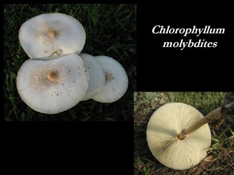 Chlorophyllum molybdites (G. Mey.) Massee ex P. Syd. 1900 resmi