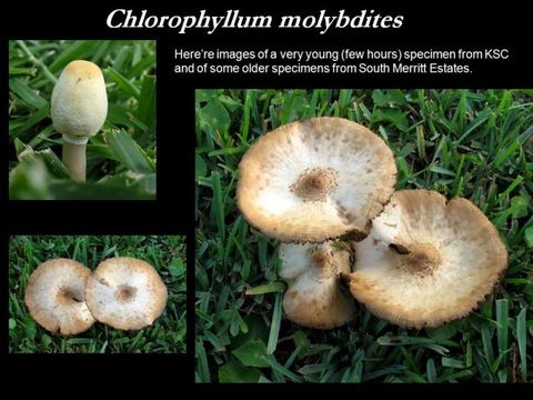 Chlorophyllum molybdites (G. Mey.) Massee ex P. Syd. 1900 resmi