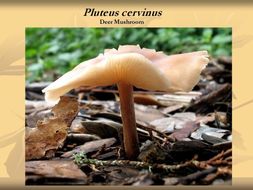 Plancia ëd Pluteus cervinus (Schaeff.) P. Kumm. 1871