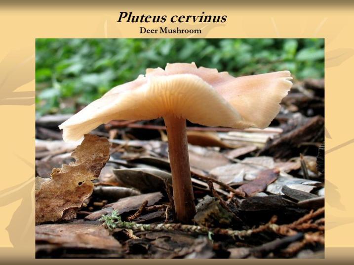 Plancia ëd Pluteus cervinus (Schaeff.) P. Kumm. 1871