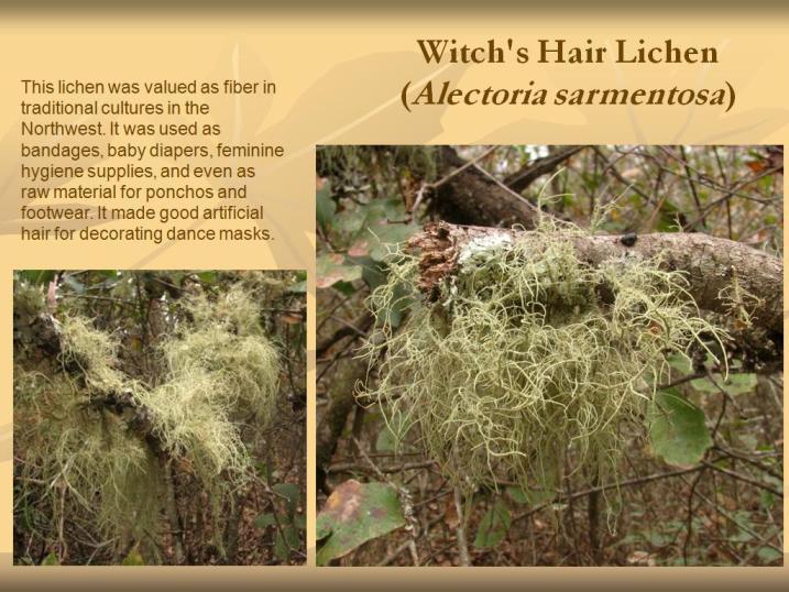 Image of witch's hair lichen