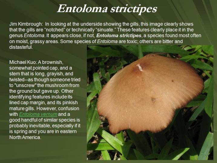 Image of <i>Entoloma strictipes</i>