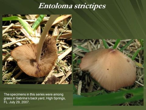 Image of <i>Entoloma strictipes</i>