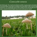 Plancia ëd Conocybe tenera (Schaeff.) Fayod 1889