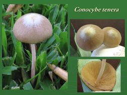 Imagem de Conocybe tenera (Schaeff.) Fayod 1889