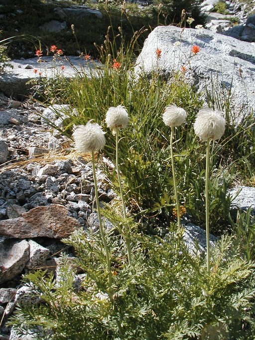 Image of Drummond's anemone