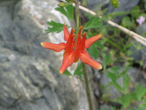 Imagem de Aquilegia formosa Fisch.