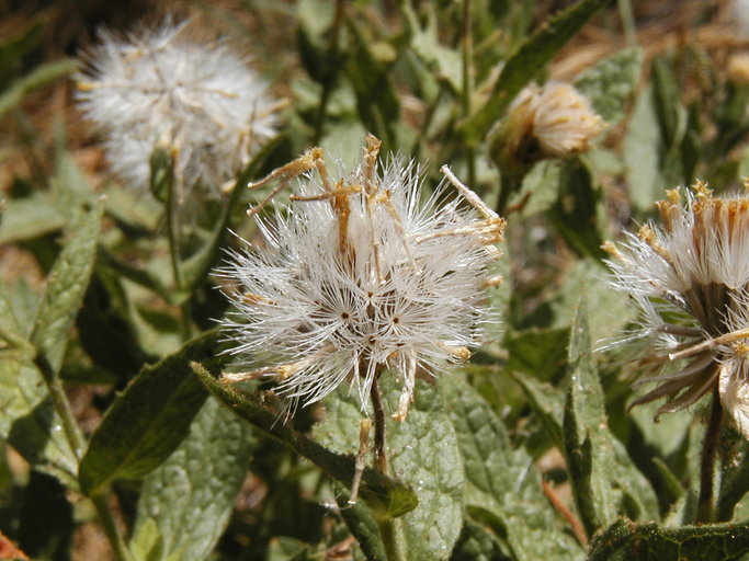 Image of Shasta County arnica