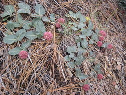 Imagem de Asclepias solanoana Woods.