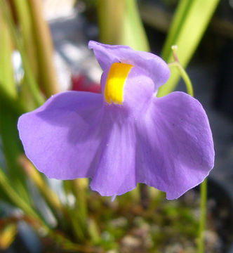 Image of Utricularia longifolia Gardn.