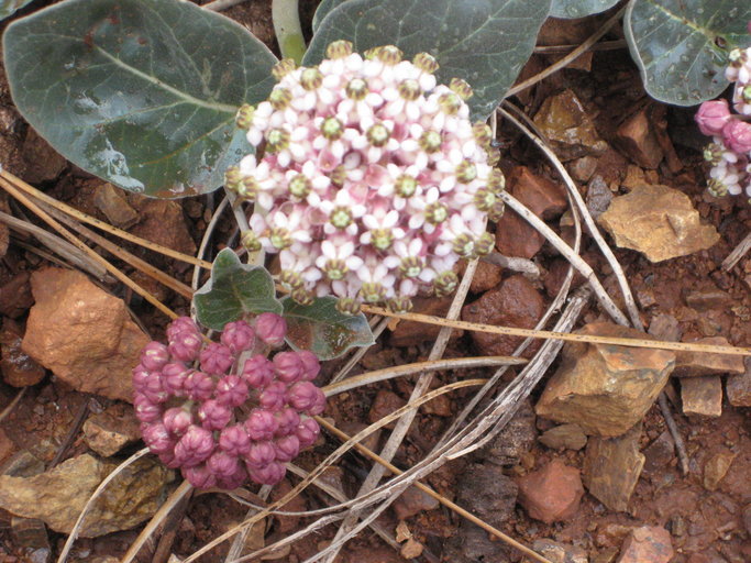 Sivun Asclepias solanoana Woods. kuva