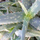 Sivun Aloe sinkatana Reynolds kuva
