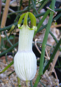 صورة Ceropegia ampliata E. Mey.