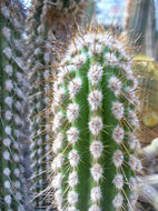 Image of Eulychnia iquiquensis (K. Schum.) Britton & Rose